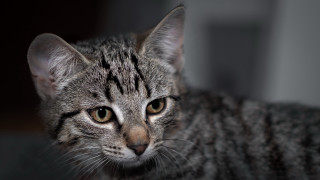 Sad cat striped face black - a sad look free wallpaper