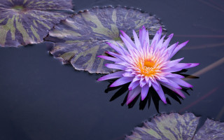 Purple flower pond water lilies 2 - a pond of water lilies free wallpaper