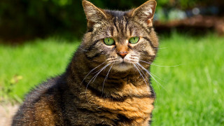 Cat green eyes sitting grass 3 - neoplasticism free wallpaper
