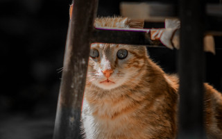 Sad cat on chair colorized - art photography free wallpaper for desktop