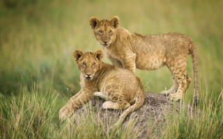 Young lions rock grassy field - a grassy field free wallpaper