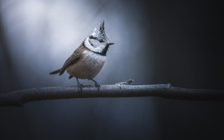Small bird branch dark closed - a small bird free wallpaper