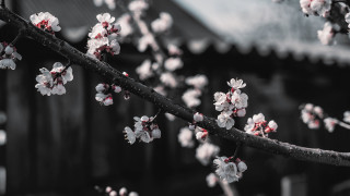Branch white flowers black white - a picture free wallpaper for desktop