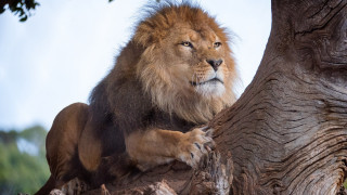 Lion tree branch paws serious - its paw free wallpaper