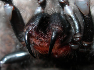 Spider red black face legs - macro len free wallpaper