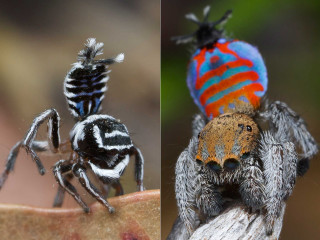 Spider hat different colors sizes - an illustration free wallpaper