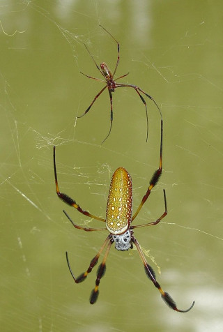Spider web water reflection female - free nature wallpaper