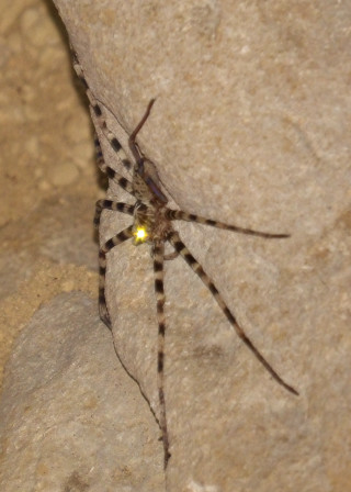 Spider yellow eyes rock sun - yellow eye free wallpaper