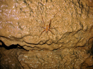 Spider crawling rock cave water - cricorps grégoire free wallpaper