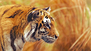 Tiger tallgrass closedeyes davidimms wildlife - a tiger free wallpaper