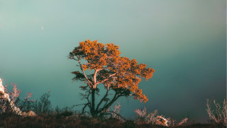 Tree orange leaves hill blue - dramatic free wallpaper