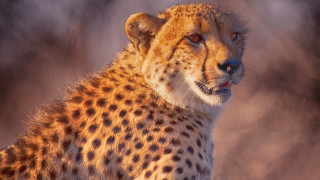 Cheetah red eye staring wild - wild free wallpaper