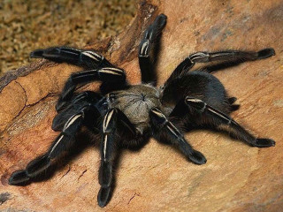 Black spider rock desert monster - an illustration of free wallpaper