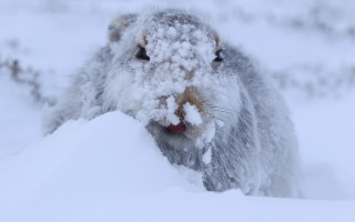 Snow covered animal head mountain - ground free wallpaper