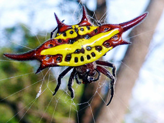 Yellow red spider markings back - real life skin free wallpaper