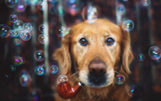 Dog bubbles pipe surreal impressionist - its mouth free wallpaper
