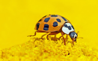 Ladybug yellowflower blackspots yellowbackground macroautumn - a yellow flower free wallpaper