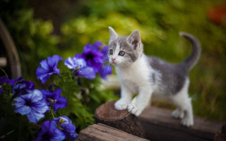 Kitten wood flower bike blurry - a kitten free wallpaper