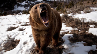 Giant brown bear snowy forest - a large brown bear free wallpaper