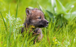 Small brown black animal grassy - sharp focus free wallpaper