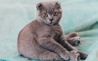Small gray kitten curious blurry - curious free wallpaper
