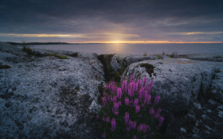 Purple flower beach sunset rocks - akseli gallenkallela free wallpaper