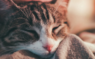 Cat sleeping blanket furry realistic - dof free wallpaper
