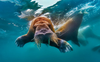 Walong swimming impressionist photograph bubbles - its tongue free wallpaper