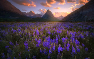 Purple flower field mountains sunset - sunset free wallpaper