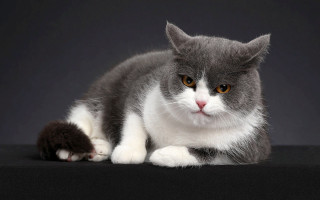 Gray white cat angry portrait - a black surface free wallpaper