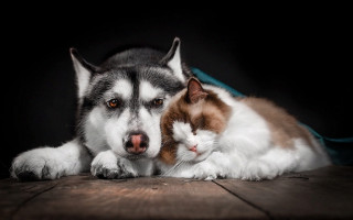 Dog cat wooden floor heads - a dog and a cat free wallpaper