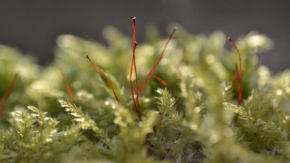 Red stems green leaves dark - a close up of a plant free wallpaper
