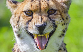 Cheetah closeup missing teeth blurry - tooth free wallpaper