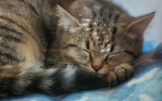 Cat sleeping blanket closed eyes 2 - amano free wallpaper