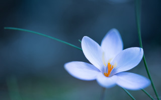 Flower butterfly lotus glow macro - amano free wallpaper