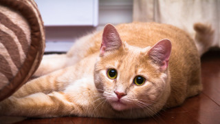 Cat floor chair curtain focus - the floor free wallpaper