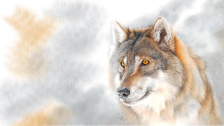 Wolf yellow eyes airbrush figurative - caspar wolf free wallpaper