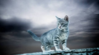 Cat ledge dark sky clouds 2 - a dark sky free wallpaper