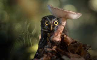 Bird mushroom head eye focus - a mushroom free wallpaper