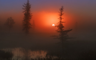 Foggy sunset trees lake matte - foggy free wallpaper