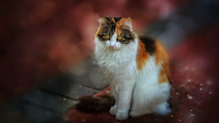 Cat yellow eyes mystical red - mystical color free wallpaper