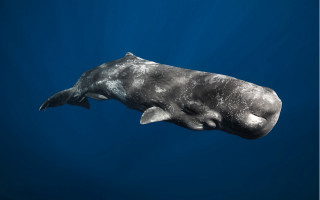 Large gray whale open mouth - clovis trouille free wallpaper