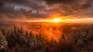 Sunset forest cloudy sky trees - a sun free wallpaper