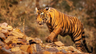 Tiger rockyhillside ruins wildlife photography - a tiger free wallpaper