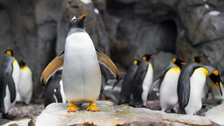 Penguins rocks zoo bird animal - rock and boulders free wallpaper