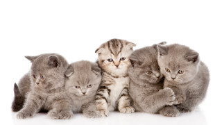 Kittens group white surface rayonism - grey background free wallpaper