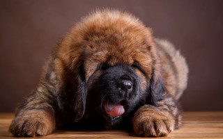 Dog lying wooden table tongue - its tongue free wallpaper