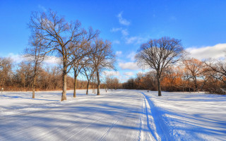 Snowy field trees blue sky 2 - the snow free wallpaper