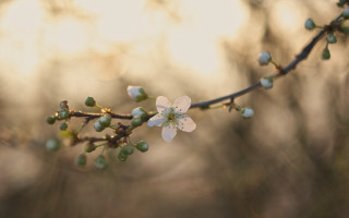 Branch white flowers green leaves 17 - the sunlight free wallpaper
