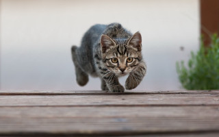 Cat running wooden deck plant - outside free wallpaper
